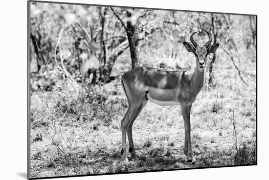 Awesome South Africa Collection B&W - Impala Antelope Portrait-Philippe Hugonnard-Mounted Photographic Print