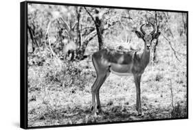 Awesome South Africa Collection B&W - Impala Antelope Portrait-Philippe Hugonnard-Framed Stretched Canvas