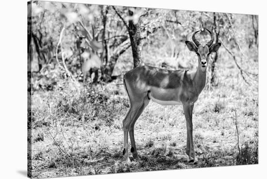 Awesome South Africa Collection B&W - Impala Antelope Portrait-Philippe Hugonnard-Stretched Canvas