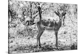 Awesome South Africa Collection B&W - Impala Antelope Portrait-Philippe Hugonnard-Stretched Canvas