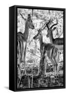Awesome South Africa Collection B&W - Impalas Family II-Philippe Hugonnard-Framed Stretched Canvas