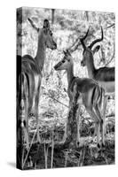 Awesome South Africa Collection B&W - Impalas Family II-Philippe Hugonnard-Stretched Canvas