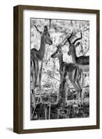 Awesome South Africa Collection B&W - Impalas Family II-Philippe Hugonnard-Framed Photographic Print