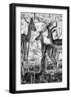 Awesome South Africa Collection B&W - Impalas Family II-Philippe Hugonnard-Framed Photographic Print