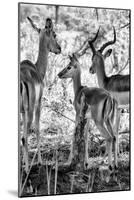 Awesome South Africa Collection B&W - Impalas Family II-Philippe Hugonnard-Mounted Photographic Print