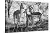 Awesome South Africa Collection B&W - Impalas Family-Philippe Hugonnard-Stretched Canvas