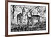 Awesome South Africa Collection B&W - Impalas Family-Philippe Hugonnard-Framed Photographic Print