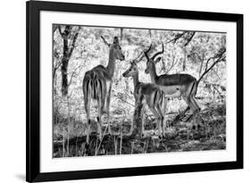 Awesome South Africa Collection B&W - Impalas Family-Philippe Hugonnard-Framed Photographic Print