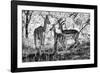 Awesome South Africa Collection B&W - Impalas Family-Philippe Hugonnard-Framed Photographic Print