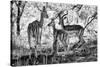 Awesome South Africa Collection B&W - Impalas Family-Philippe Hugonnard-Stretched Canvas