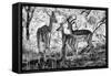 Awesome South Africa Collection B&W - Impalas Family-Philippe Hugonnard-Framed Stretched Canvas