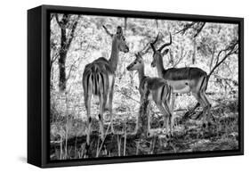 Awesome South Africa Collection B&W - Impalas Family-Philippe Hugonnard-Framed Stretched Canvas