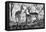 Awesome South Africa Collection B&W - Impalas Family-Philippe Hugonnard-Framed Stretched Canvas