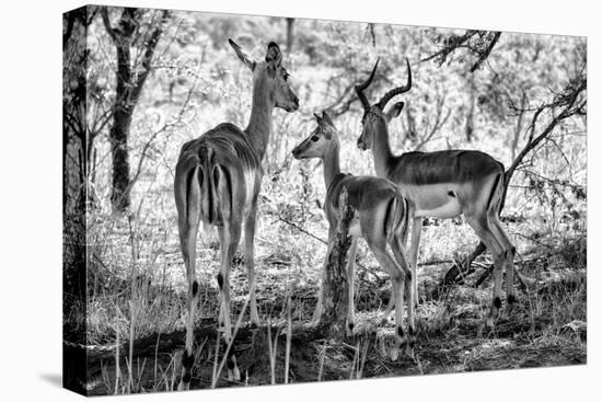 Awesome South Africa Collection B&W - Impalas Family-Philippe Hugonnard-Stretched Canvas