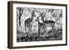 Awesome South Africa Collection B&W - Impalas Family-Philippe Hugonnard-Framed Photographic Print