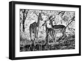 Awesome South Africa Collection B&W - Impalas Family-Philippe Hugonnard-Framed Photographic Print