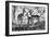 Awesome South Africa Collection B&W - Impalas Family-Philippe Hugonnard-Framed Photographic Print