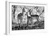 Awesome South Africa Collection B&W - Impalas Family-Philippe Hugonnard-Framed Photographic Print