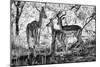 Awesome South Africa Collection B&W - Impalas Family-Philippe Hugonnard-Mounted Photographic Print