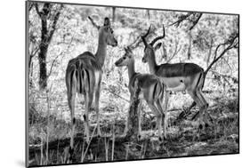 Awesome South Africa Collection B&W - Impalas Family-Philippe Hugonnard-Mounted Photographic Print