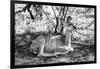 Awesome South Africa Collection B&W - Nyala Antelope-Philippe Hugonnard-Framed Photographic Print