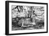 Awesome South Africa Collection B&W - Nyala Antelope-Philippe Hugonnard-Framed Photographic Print