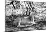 Awesome South Africa Collection B&W - Nyala Antelope-Philippe Hugonnard-Mounted Photographic Print