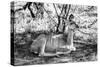 Awesome South Africa Collection B&W - Nyala Antelope-Philippe Hugonnard-Stretched Canvas