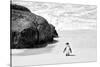 Awesome South Africa Collection B&W - Penguin at Boulders Beach II-Philippe Hugonnard-Stretched Canvas