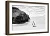 Awesome South Africa Collection B&W - Penguin at Boulders Beach II-Philippe Hugonnard-Framed Photographic Print