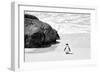 Awesome South Africa Collection B&W - Penguin at Boulders Beach II-Philippe Hugonnard-Framed Photographic Print