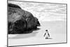 Awesome South Africa Collection B&W - Penguin at Boulders Beach II-Philippe Hugonnard-Mounted Photographic Print