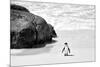 Awesome South Africa Collection B&W - Penguin at Boulders Beach II-Philippe Hugonnard-Mounted Photographic Print