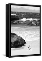 Awesome South Africa Collection B&W-Penguin at Boulders Beach-Philippe Hugonnard-Framed Stretched Canvas