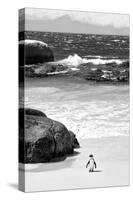 Awesome South Africa Collection B&W-Penguin at Boulders Beach-Philippe Hugonnard-Stretched Canvas