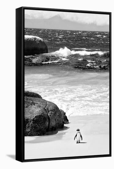 Awesome South Africa Collection B&W-Penguin at Boulders Beach-Philippe Hugonnard-Framed Stretched Canvas