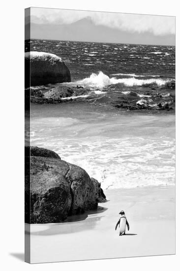 Awesome South Africa Collection B&W-Penguin at Boulders Beach-Philippe Hugonnard-Stretched Canvas