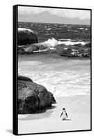 Awesome South Africa Collection B&W-Penguin at Boulders Beach-Philippe Hugonnard-Framed Stretched Canvas
