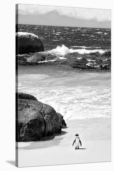 Awesome South Africa Collection B&W-Penguin at Boulders Beach-Philippe Hugonnard-Stretched Canvas