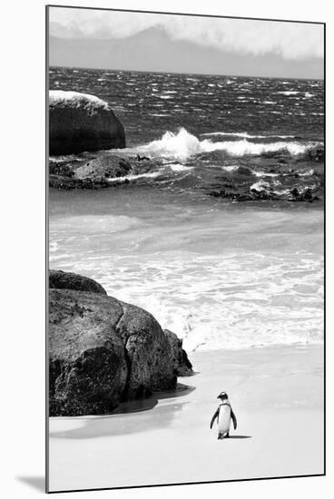 Awesome South Africa Collection B&W-Penguin at Boulders Beach-Philippe Hugonnard-Mounted Premium Photographic Print