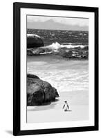 Awesome South Africa Collection B&W-Penguin at Boulders Beach-Philippe Hugonnard-Framed Photographic Print