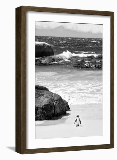 Awesome South Africa Collection B&W-Penguin at Boulders Beach-Philippe Hugonnard-Framed Photographic Print