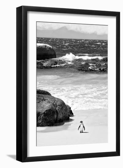 Awesome South Africa Collection B&W-Penguin at Boulders Beach-Philippe Hugonnard-Framed Photographic Print