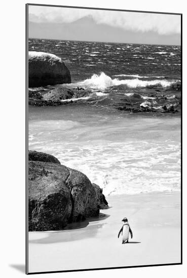 Awesome South Africa Collection B&W-Penguin at Boulders Beach-Philippe Hugonnard-Mounted Photographic Print