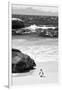 Awesome South Africa Collection B&W-Penguin at Boulders Beach-Philippe Hugonnard-Framed Photographic Print