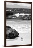 Awesome South Africa Collection B&W-Penguin at Boulders Beach-Philippe Hugonnard-Framed Photographic Print