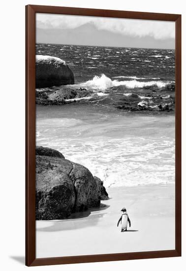 Awesome South Africa Collection B&W-Penguin at Boulders Beach-Philippe Hugonnard-Framed Photographic Print