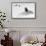 Awesome South Africa Collection B&W - Penguin Lovers II-Philippe Hugonnard-Framed Stretched Canvas displayed on a wall