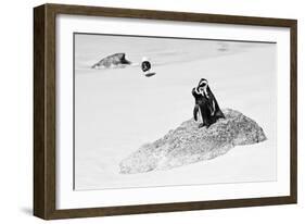 Awesome South Africa Collection B&W - Penguin Lovers II-Philippe Hugonnard-Framed Photographic Print