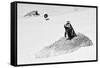 Awesome South Africa Collection B&W - Penguin Lovers II-Philippe Hugonnard-Framed Stretched Canvas